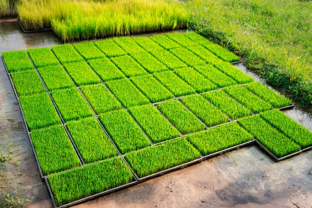 Green patches of grass