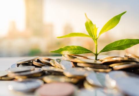 Plant growing from money