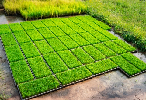 Green patches of grass